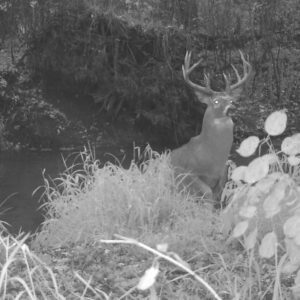 A black and white photo of a deer by a bush